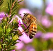 honeybee-2